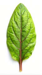 Sorrel Leaf Isolated on White Background - Fresh Green Herb Perfect for Culinary and Medicinal Uses