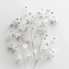 Delicate White Flowers on Minimalist Background