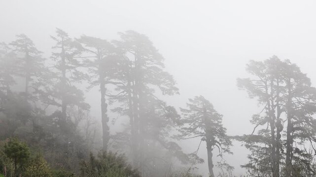 Trees in the fog, Punakha, Dochula Pass, Bhutan