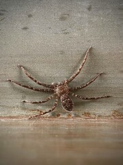 Heteropoda venatoria spider close-up missing one leg