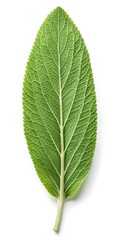 Obraz premium Sage Leaf Isolated on White Background