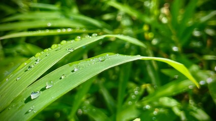 Green bamboo leaves close-up with water drops after rain or dew on a blurry background