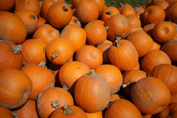 A vibrant collection of autumn pumpkins stacked together at a local farm market
