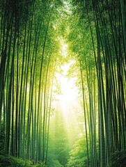 Fototapeta premium A path through a dense bamboo forest, sunlight streaming through the tall stalks.