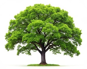 Isolated Oak Leaf on White Background for Creative Use