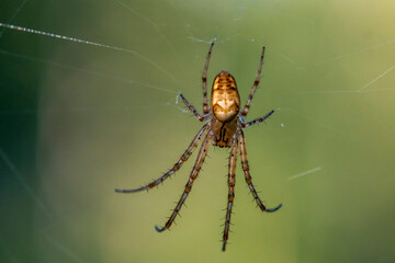 Pomarańczowy pająk oczekujący swej ofiary w sieci. Arachnofobia, czyli strach przed pająkami