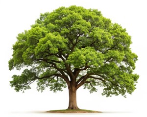 Isolated Oak Leaf on White Background for Creative Use