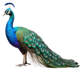 Obraz premium PNG Peacock animal bird wildlife.