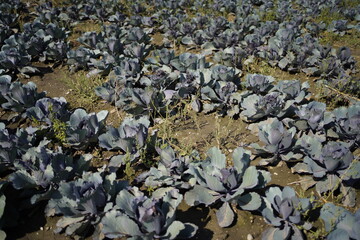 Fresh purple cabbage growing in a field 