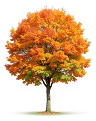 Naklejka premium Isolated Maple Tree on White Background
