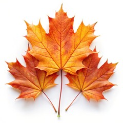 Obraz premium Beautiful Maple Leaf Isolated on White Background