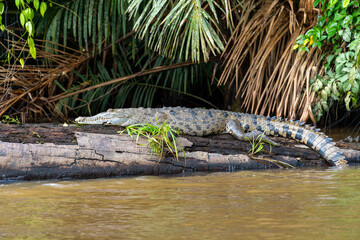 Cocodrilo Americano Descansando en las Orillas del Río en el Parque Nacional Tortuguero, Costa Rica