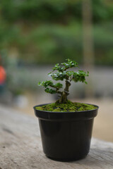 plant in a pot