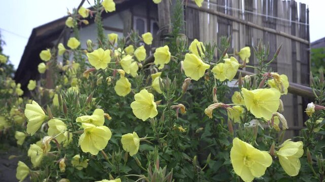 Oenothera biennis is blooming hilly areas home.