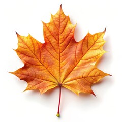 Fototapeta premium Beautiful Maple Leaf Isolated on White Background