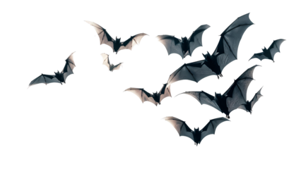 Flying bats in white background, PNG, No background.