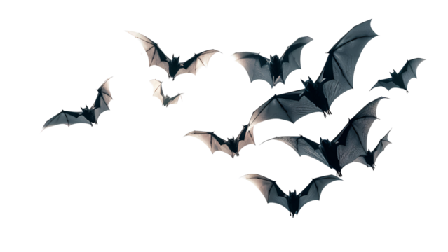 Flying bats in white background, PNG, No background.