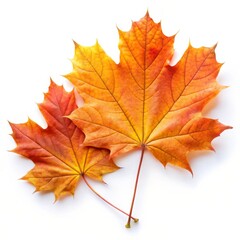 Obraz premium Beautiful Maple Leaf Isolated on White Background