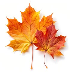 Beautiful Maple Leaf Isolated on White Background