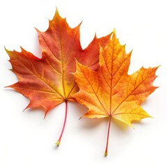 Fototapeta premium Beautiful Maple Leaf Isolated on White Background