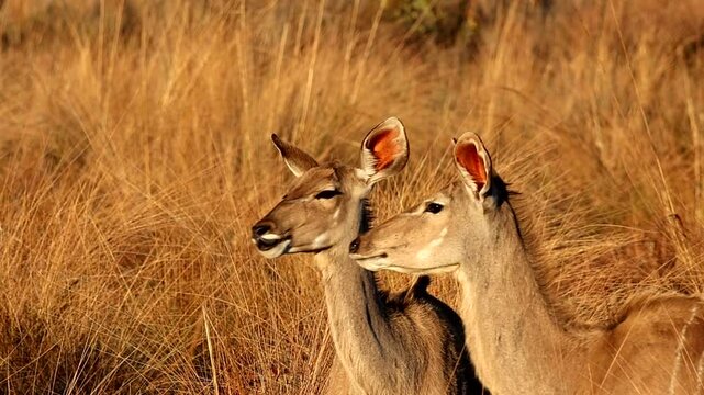 Telephoto view of kudu cows with big ears walking through tall grass at sunset