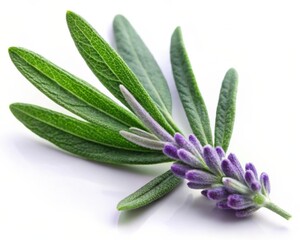 Lavender Leaf Isolated on White Background