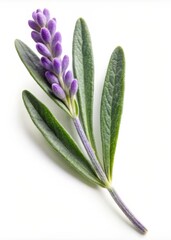 Fototapeta premium Lavender Leaf Isolated on White Background
