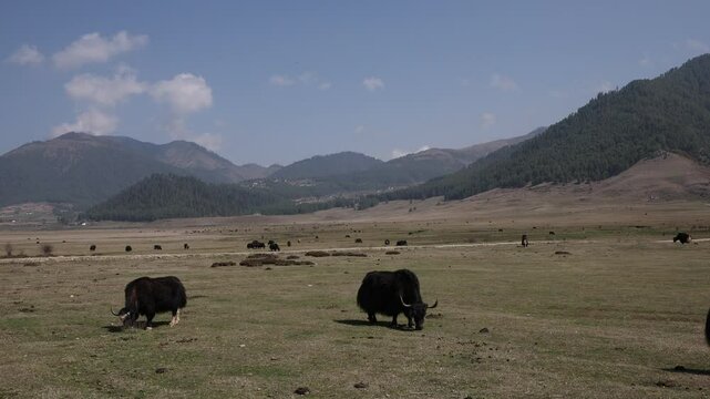 Yaks grazing in a meadow, Wangdue Phodrang, Phobjikha Valley, Bhutan