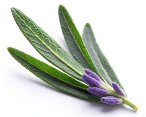 Fototapeta premium Lavender Leaf Isolated on White Background