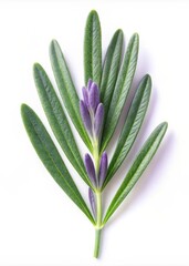 Obraz premium Lavender Leaf Isolated on White Background