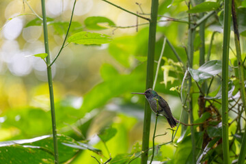 Colibrí Descansando Entre la Vegetación del Bosque Nuboso de Monteverde, Costa Rica © Lluislc