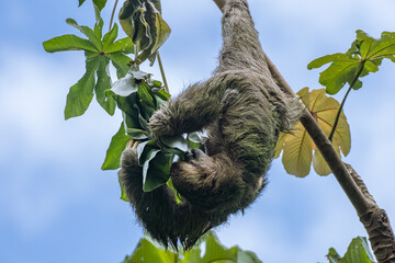 Perezoso de Tres Dedos Alimentándose en las Alturas del Parque Nacional Manuel Antonio, Costa Rica