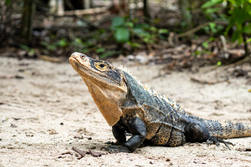 Iguana en la playa del Parque Nacional Manuel Antonio, Costa Rica.