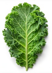 Fresh Bunch of Kale Leaves Isolated on White Background