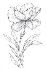 Obraz premium A detailed black-and-white illustration of a single large flower with carefully drawn petals