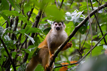Mono Ardilla Entre la Vegetación del Parque Nacional Manuel Antonio, Costa Rica