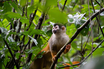 Mono Ardilla Entre la Vegetación del Parque Nacional Manuel Antonio, Costa Rica