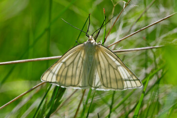 Black-veined moth // Hartheu-Spanner  (Siona lineata) -Durmitor National Park, Montenegro © bennytrapp