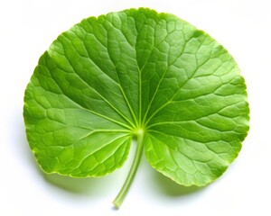 Obraz premium Gotu Kola Leaf Isolated on White Background