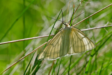 Hartheu-Spanner, Schwarzaderspanner // Black-veined moth (Siona lineata)  - Durmitor Nationalpark, Montenegro © bennytrapp