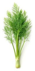 Fototapeta premium Fennel Leaf Isolated on White Background for Culinary and Health Concepts