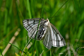 Hartheu-Spanner, Schwarzaderspanner // Black-veined moth (Siona lineata)  - Durmitor Nationalpark, Montenegro © bennytrapp