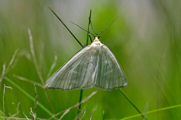 Hartheu-Spanner // Black-veined moth (Siona lineata)  © bennytrapp