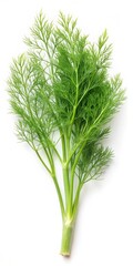 Fennel Leaf Isolated on White Background for Culinary and Health Concepts