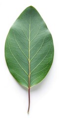 Obraz premium Eucalyptus Leaf Isolated on White Background