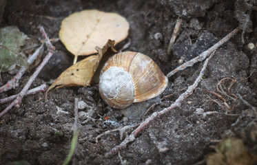 A small, brown and white shell is laying on the ground