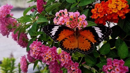monarch butterfly on flower