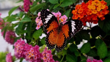 monarch butterfly on flower