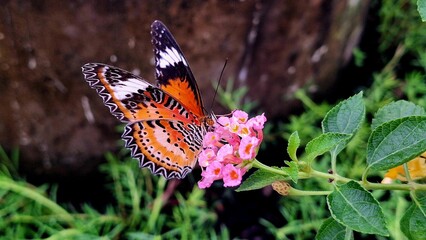 butterfly on a flower