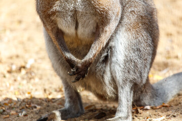 A kangaroo is standing on the ground with its legs crossed